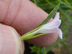Ruellia stenophylla