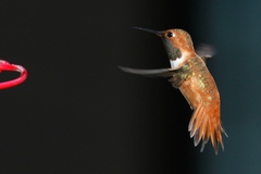 Selasphorus rufus