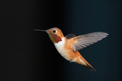 Selasphorus rufus