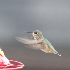 Selasphorus calliope