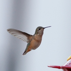 Selasphorus calliope