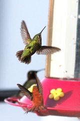 Selasphorus calliope