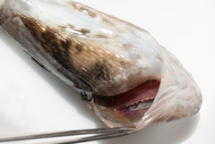 Myoxocephalus aenaeus