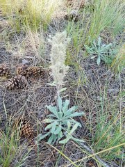 Oreocarya thyrsiflora