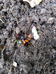 Carcinophora americana