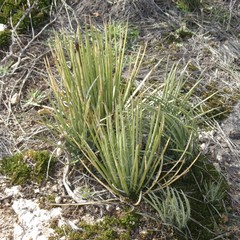 Agave schottii
