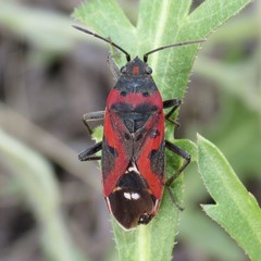 Lygaeus reclivatus