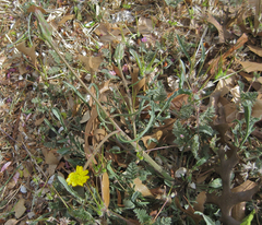 Scorzonera laciniata