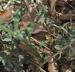 Scorzonera laciniata