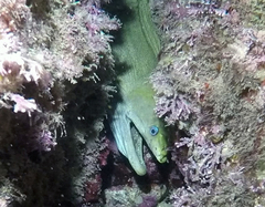 Gymnothorax castaneus