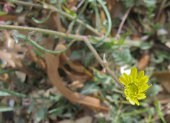 Scorzonera laciniata