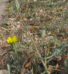 Scorzonera laciniata