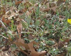 Scorzonera laciniata