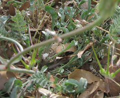 Scorzonera laciniata