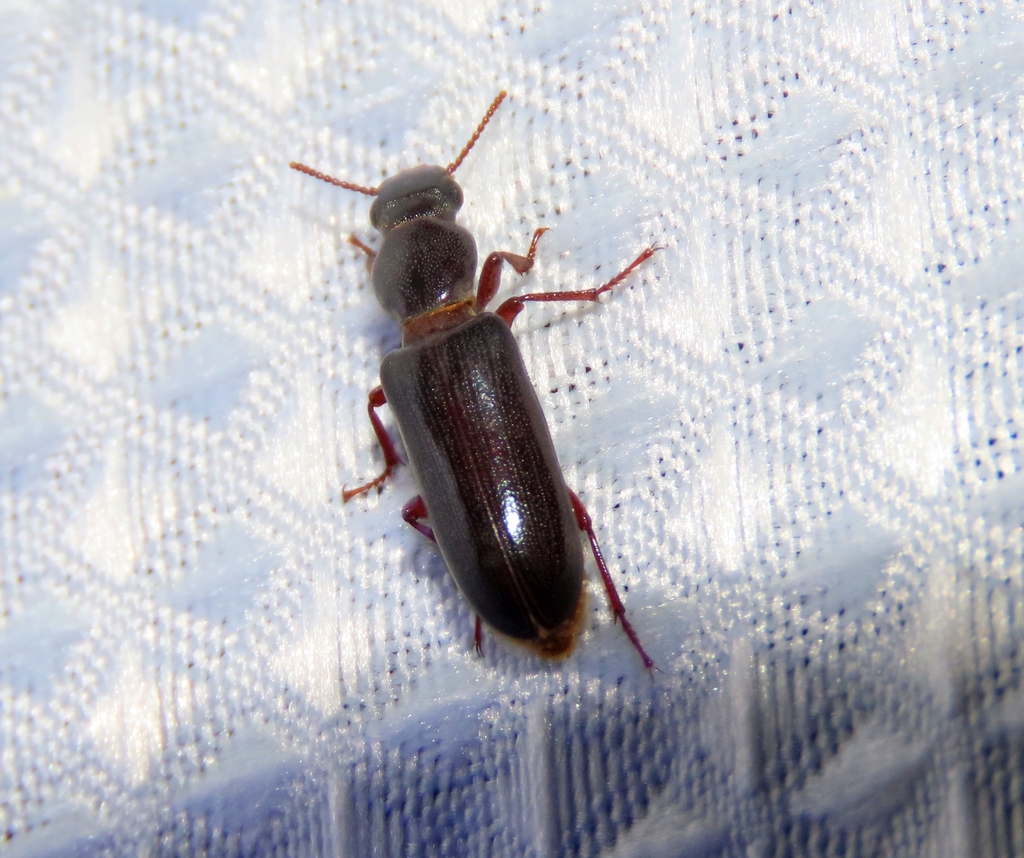 Synercticus