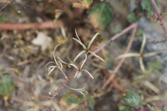 Chylismia