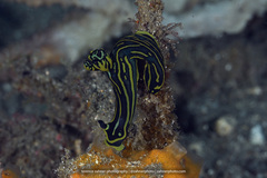Tambja affinis
