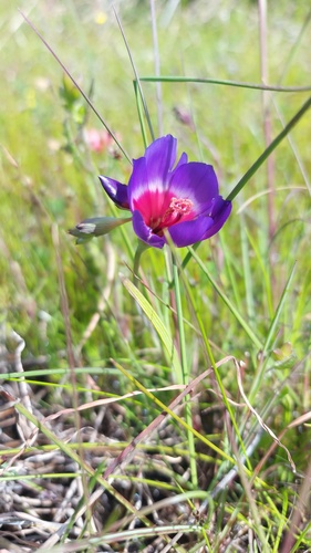 Geissorhiza eurystigma