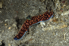 Nembrotha