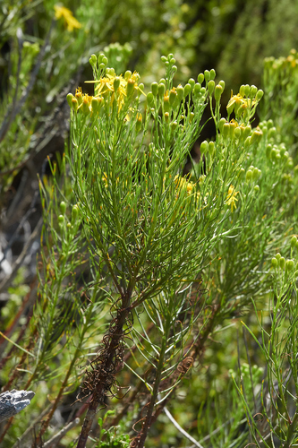 Senecio blochmaniae iNat (1)
