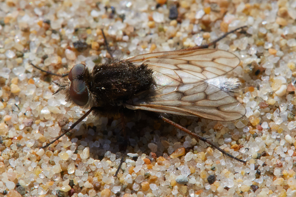 Acrosathe pacifica