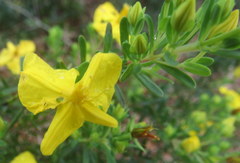 Hypericum microsepalum