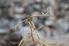 Chylismia