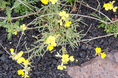 Erysimum bonannianum