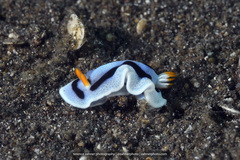 Chromodoris alcalai