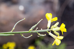 Erysimum bonannianum