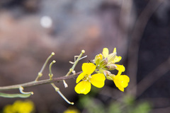 Erysimum bonannianum