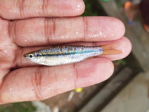 Blackline rasbora (Rasbora daniconius) — Cyprinidae — 3
