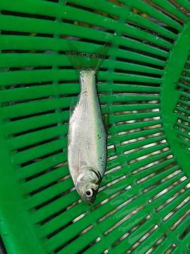 Carplet (Amblypharyngodon mola) — Cyprinidae — 5