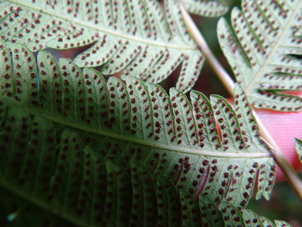 Pseudocyclosorus