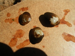 Corbicula australis image