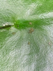 Image of Rhopalosiphum nymphaeae