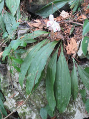 Lycaste virginalis