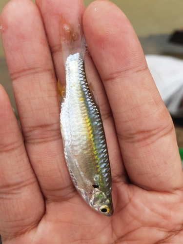 Flying barb (Esomus danrica) — Cyprinidae — 3