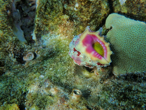 Drupa rubusidaeus observed 2023-09-16