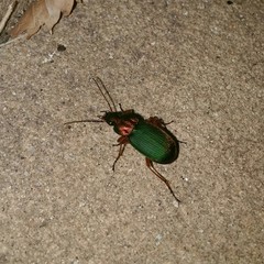 Chlaenius nigricornis