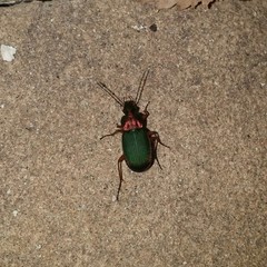 Chlaenius nigricornis