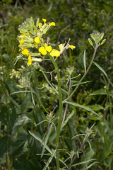 Erysimum rhaeticum