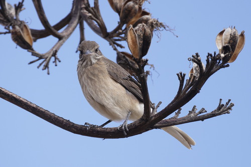 White-tailed Shrike-Tyrant (Agriornis albicauda), photo 5