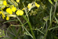 Erysimum rhaeticum