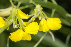 Erysimum rhaeticum