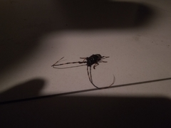 Trachyderes succinctus