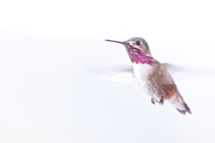 Selasphorus calliope