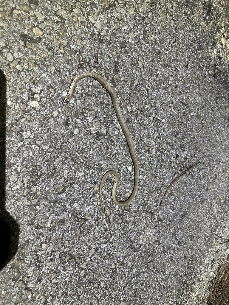 Coachwhip from Cottletown Rd, Smithville, TX, US on September 17, 2023 at 0905 PM by Analisa
