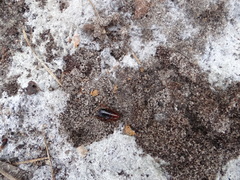 Parcoblatta pennsylvanica