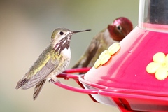 Selasphorus calliope